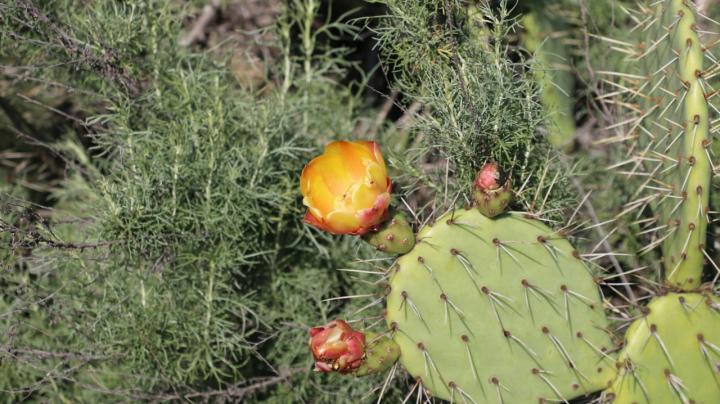 Nature Creativity: Cactus Sculpture with Resin