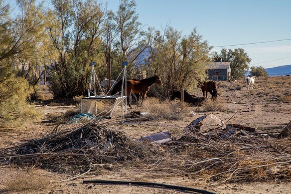 A group of wild horses from the BLM-managed Chicago Valley Herd visit the back of the compound nearly every afternoon. | Photo: Kim Stringfellow.