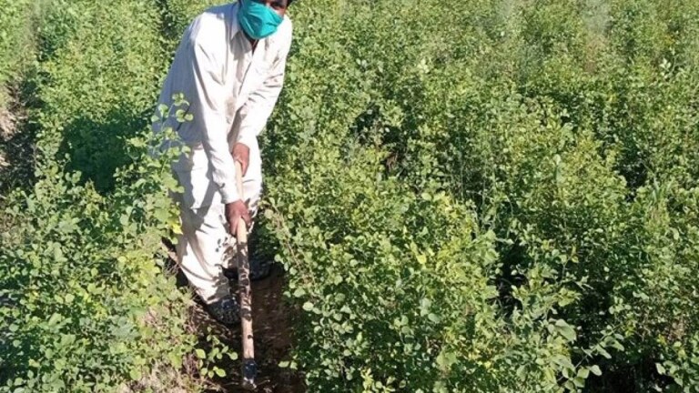 A laborer hired as part of Pakistan’s 10 Billion Tree Tsunami push works in a tree nursery at Changa Manga plantation in Punjab’s Kasur district, April 15, 2020. | Credit: Shahid Rashid Awan, Project Director (Punjab) TBTTP