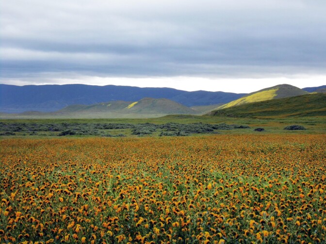 Carrizo Plain superbloom