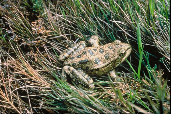 800px-Red-legged-frog-usfws-thumb-600x400-66240