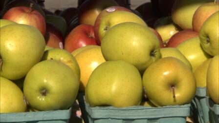 New York Tripani Apple Farm