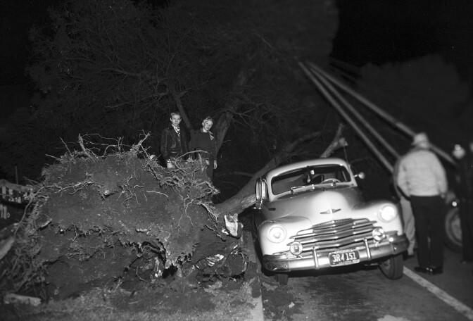 Strong winds uprooted this 75-foot black acacia in Santa Monica on March 20, 1952. Courtesy of the Los Angeles Examiner Collection, USC Libraries.
