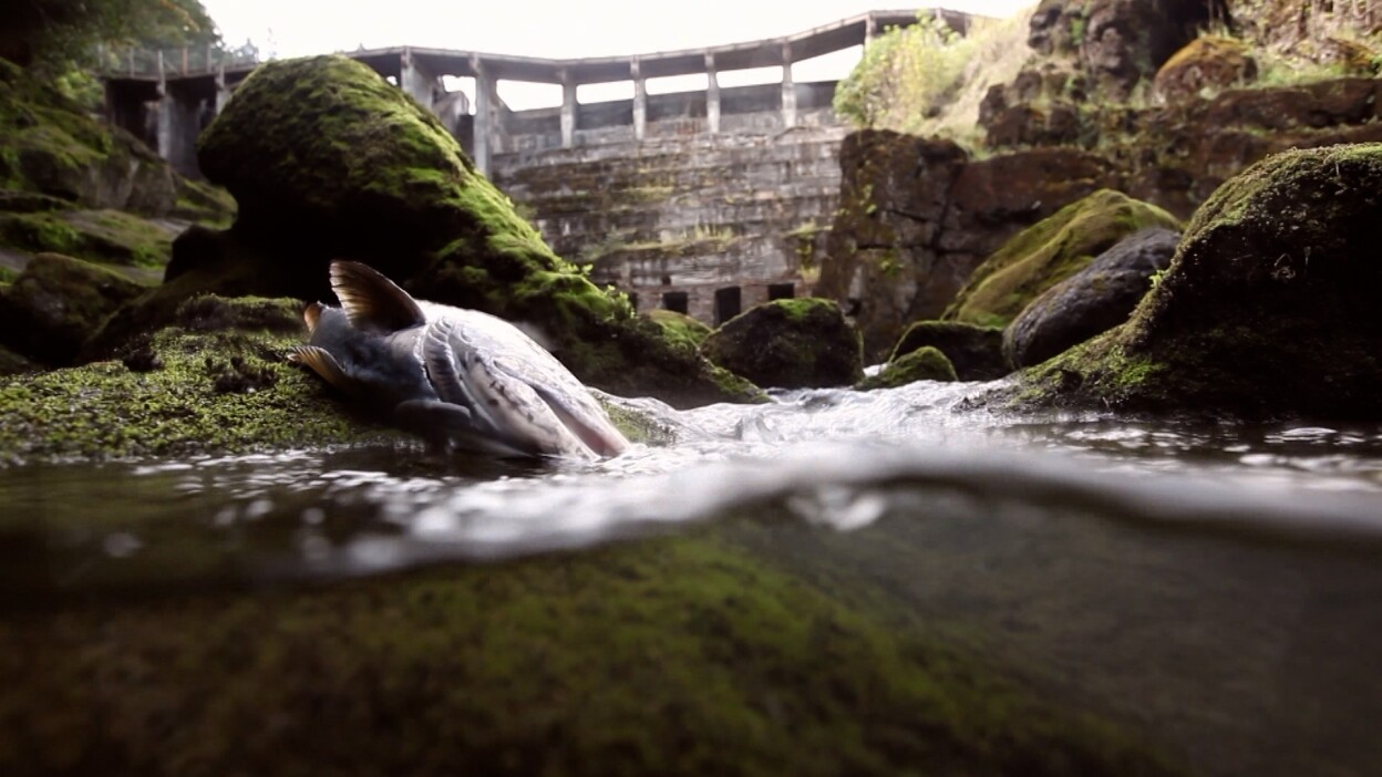 a dead fish in front of a dam