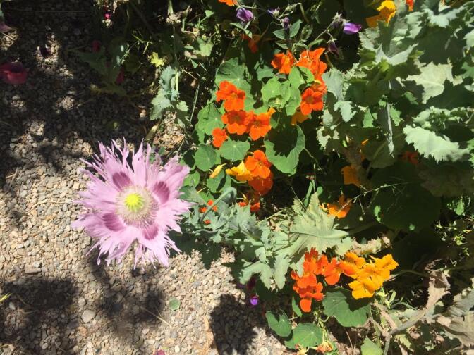 Flowers in Nick Taggart's wild garden | Courtesy of the artist