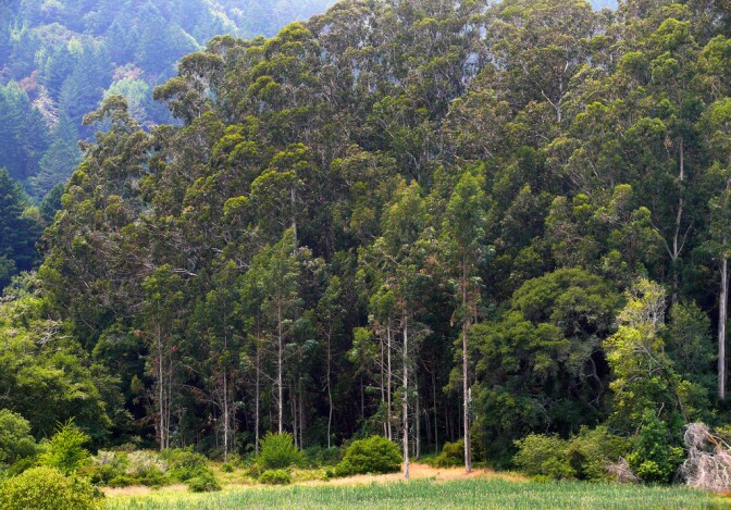 blue-gum-8-21-16.jpg