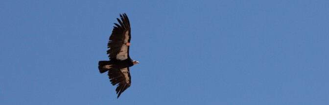 condor-banner-10-9-16.jpg
