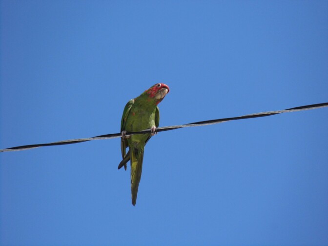 Wild Parrots