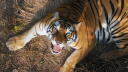 Part One | Tiger Island