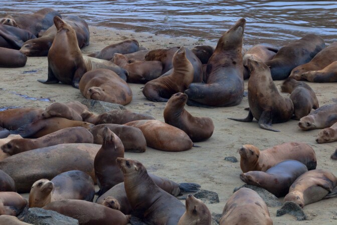 Sea Lions