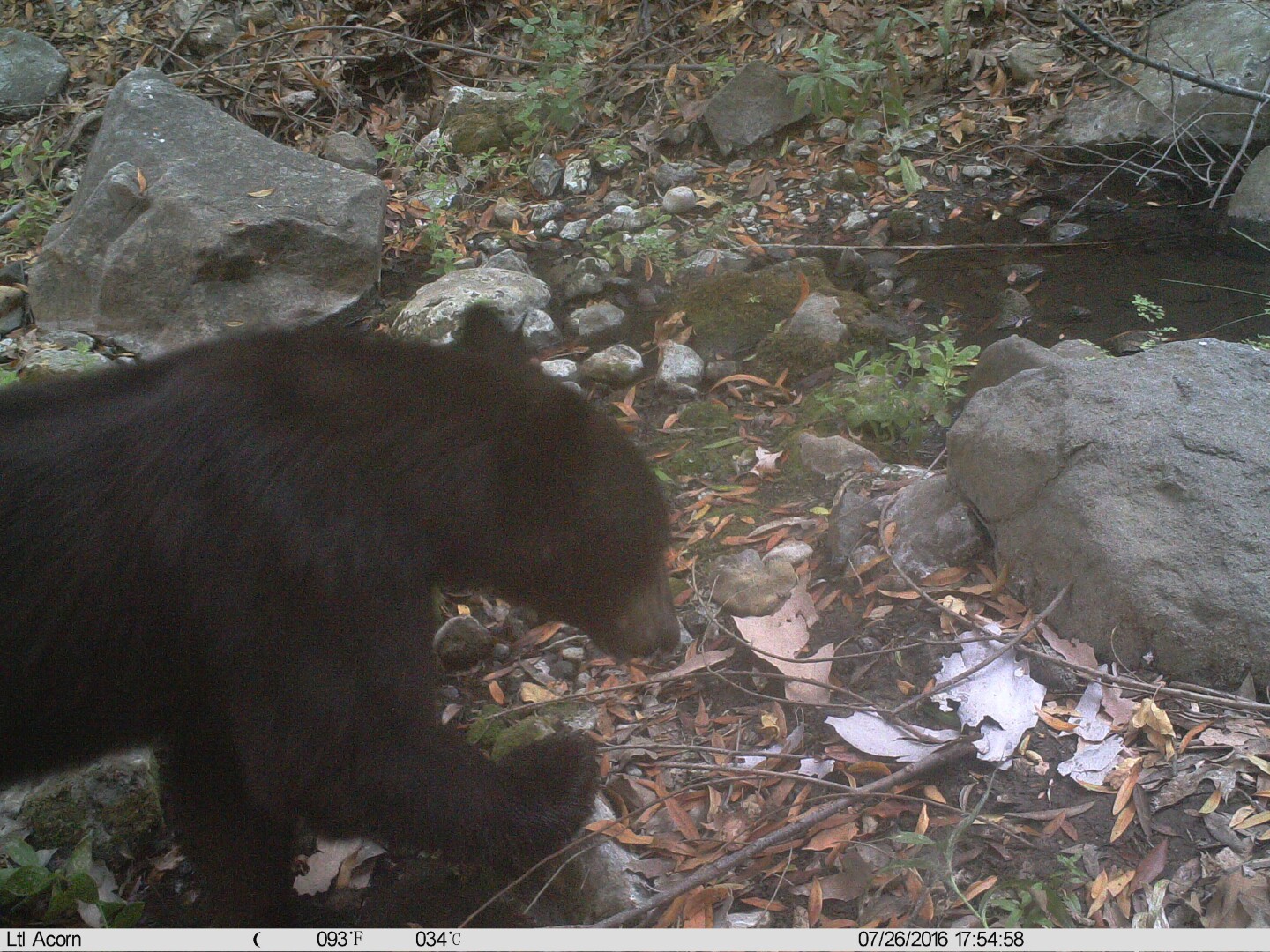 bear-color-8-15-16.jpg