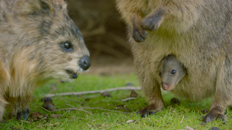 Spy Quokka Meets a Joey