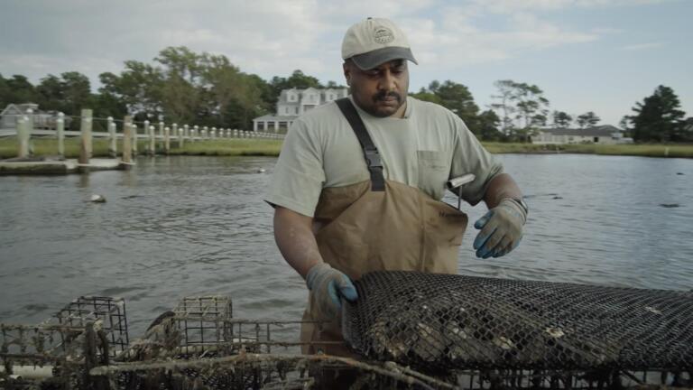 Against the Current: Life on the Eastern Shore | Oysters