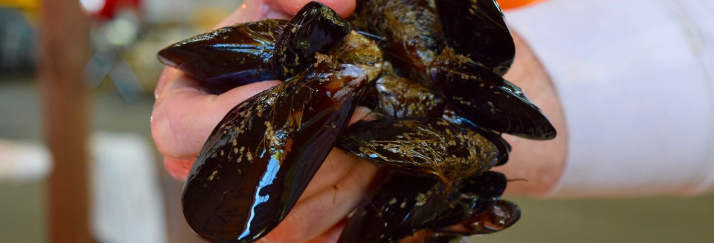 Mussels from Catalina Sea Ranch