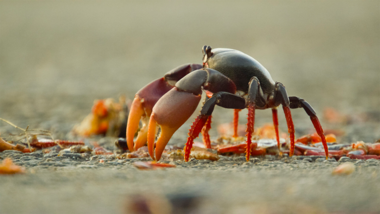 Swarm of Crab Mothers Cross Traffic to Lay Thousands of Eggs