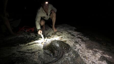 A Stingray Encounter