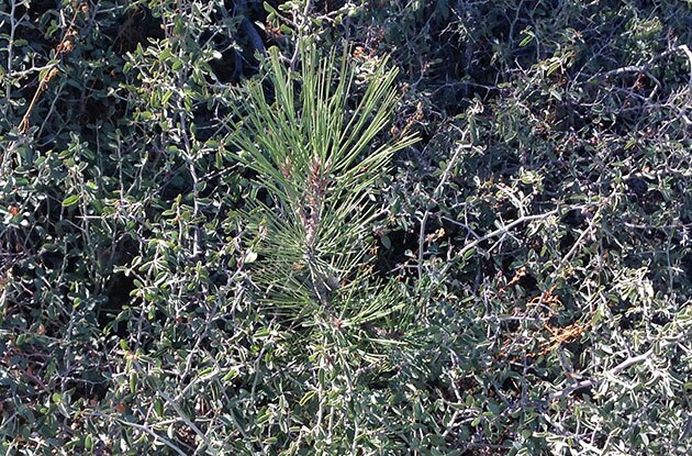 jeffrey-pine-11-5-15-thumb-630x415-98915