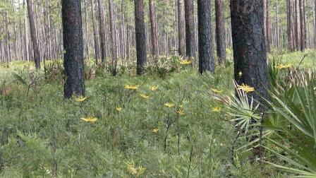 Longleaf Pine Flatwoods