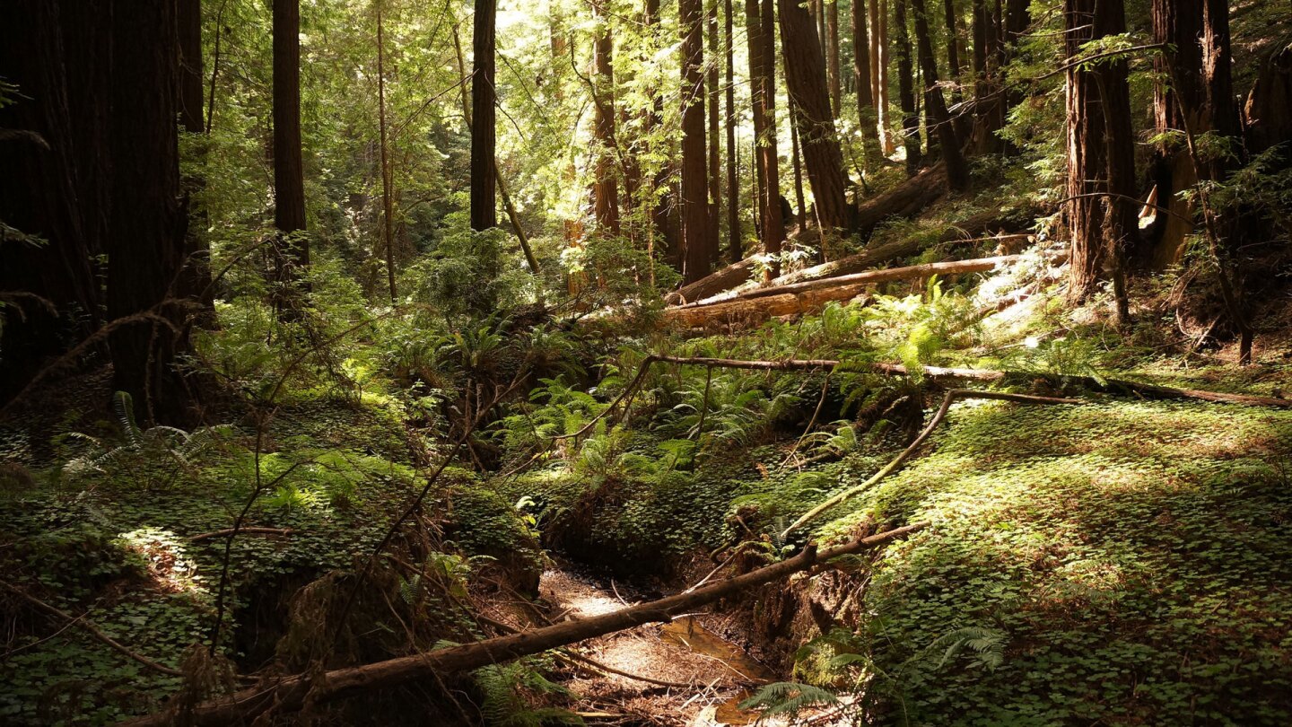 butano state park
