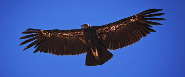 condor-630-10-21-13-thumb-600x252-62239