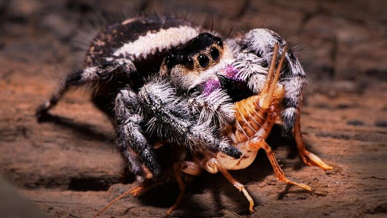 This Jumping Spider Trains Itself to Kill