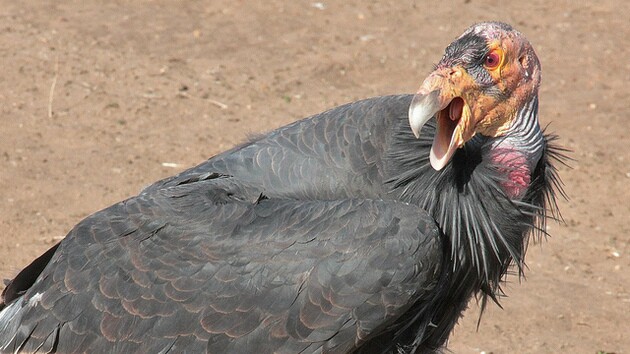 condor-bitter-creek-1-27-16-thumb-630x354-101066.jpg