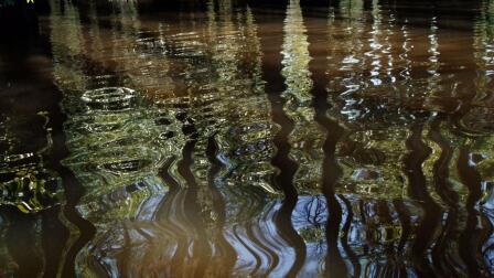 FIRST SIGNS OF SPRING AT CADDO LAKE