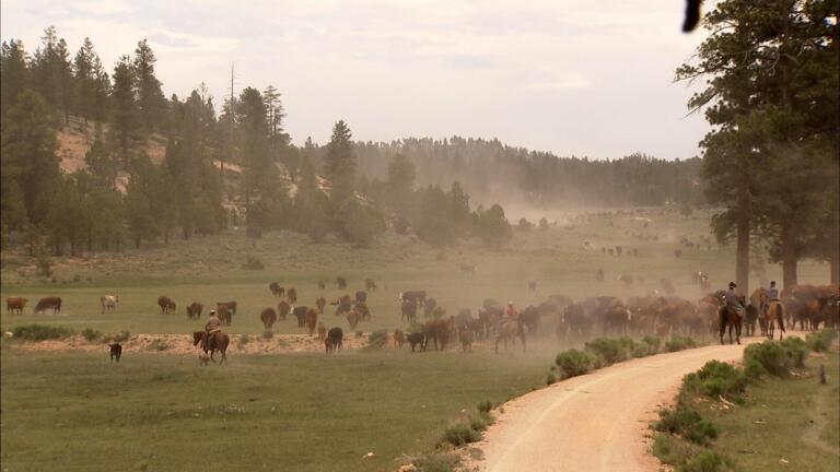 Utah Cattle Drive