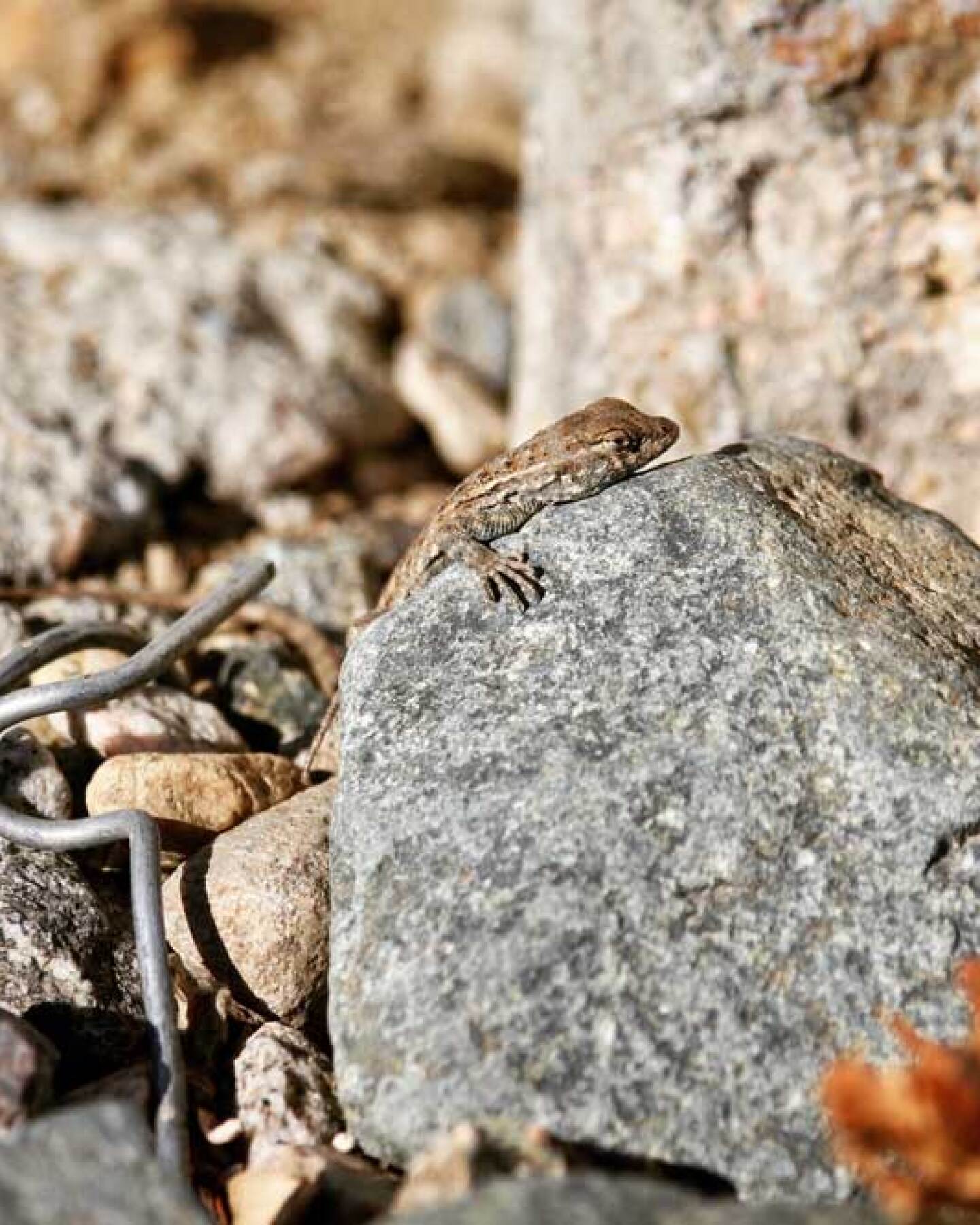 A western fence lizard suns itself among curly remnants of a chain-link fence at Taylor Yard. | Courtney Cecale