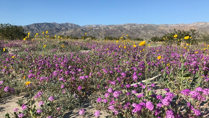 Verbena and desert sunflowers near Indio | Photo: Louise Mathias
