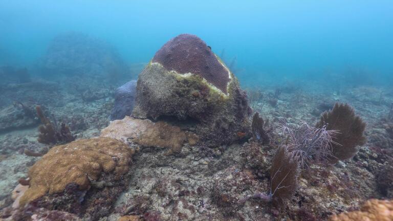 Corals in Crisis