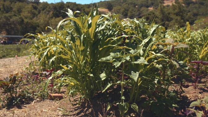 The three sisters garden at the Cultural Conservancy. Still from "Tending Nature" episode “Cultivating Native Foodways with the Cultural Conservancy."