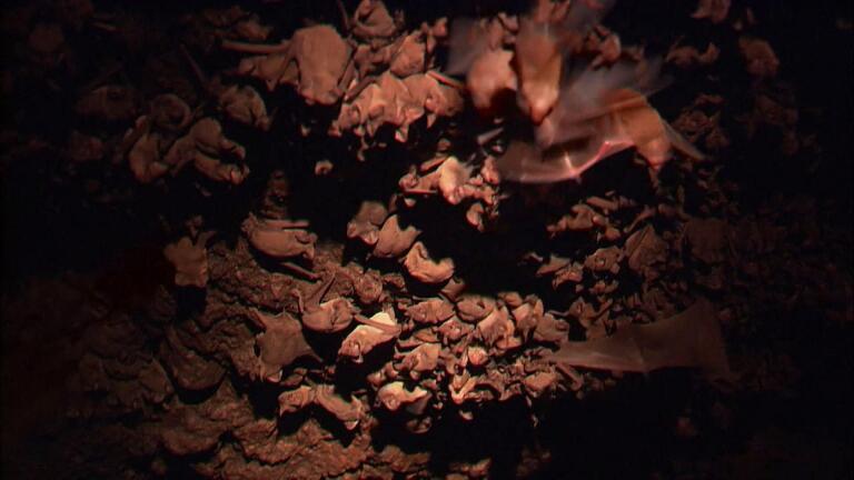 Bats Among Us