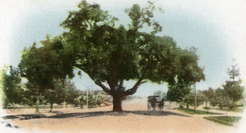 A carriage passes beneath an oak tree in the middle of Pasadena's Orange Grove Avenue