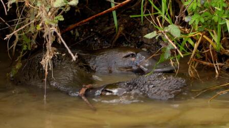 Witness a 'Platypus Love Donut'