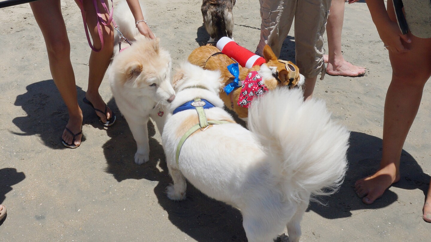 A bunch of dogs sniff each other up.
