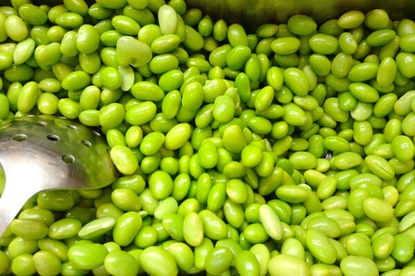 soybean1-600