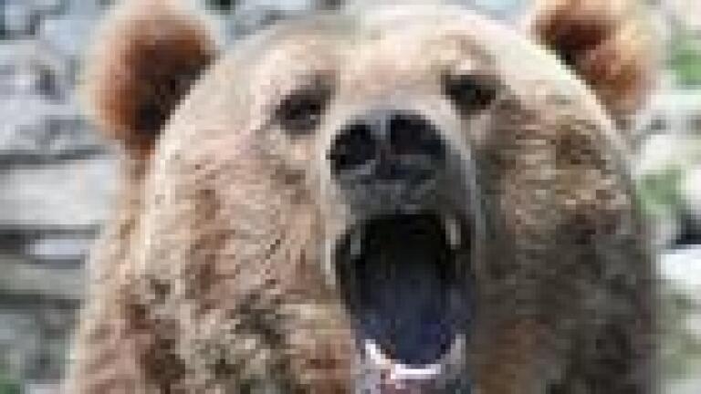 Clash Encounter of Bears and Wolves