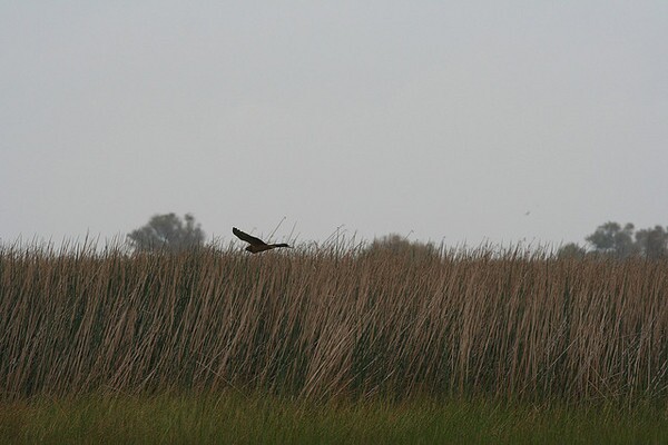northern-harrier-kern-nwr-2-21-14-thumb-600x400-69193
