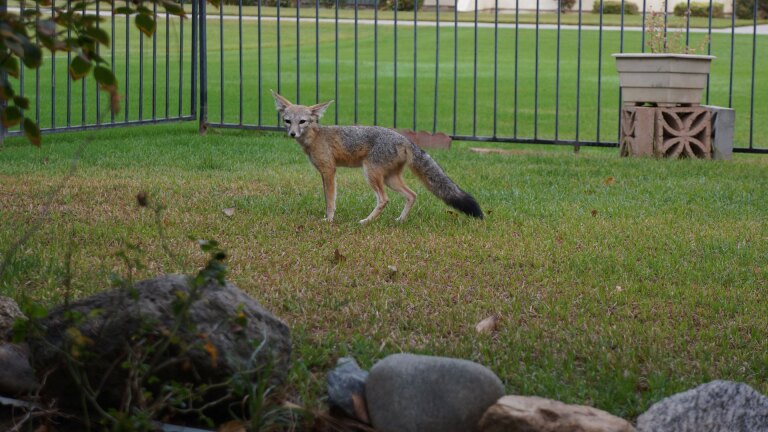 kit fox