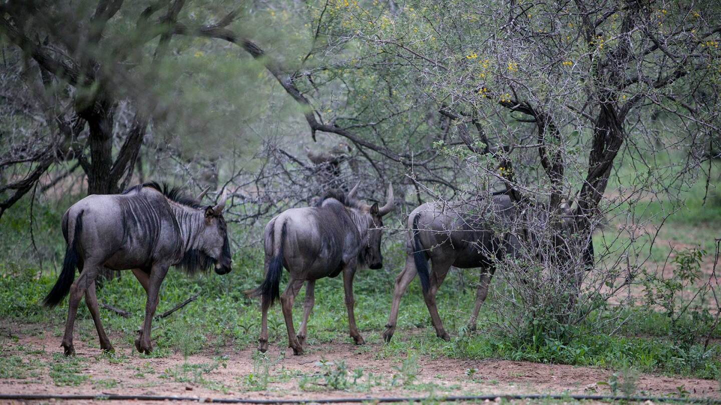 Wildlife in South Africa's Kruger National Park.