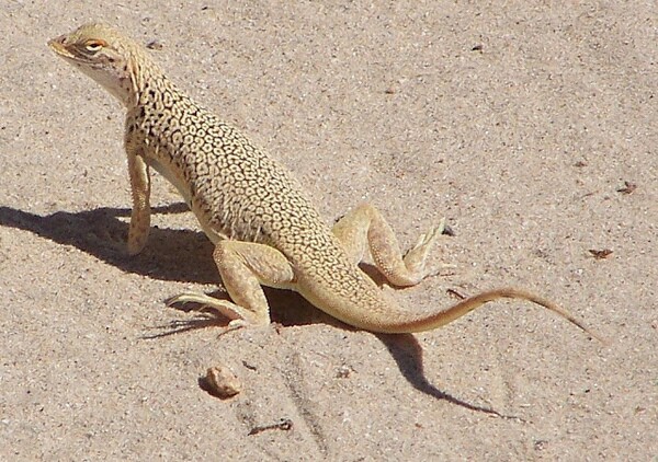 mojave-fringe-toed-lizard-7-31-13-thumb-600x422-56864