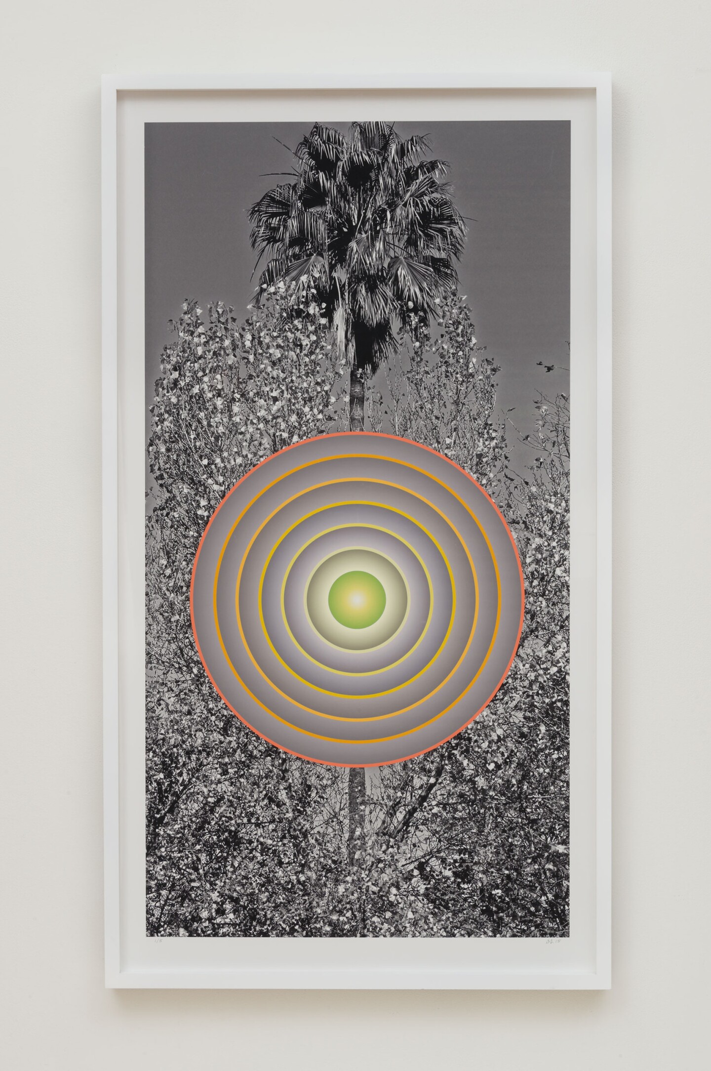 Don Suggs, "Autumn Palm"
