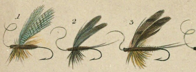 mayfly_drawings.jpg