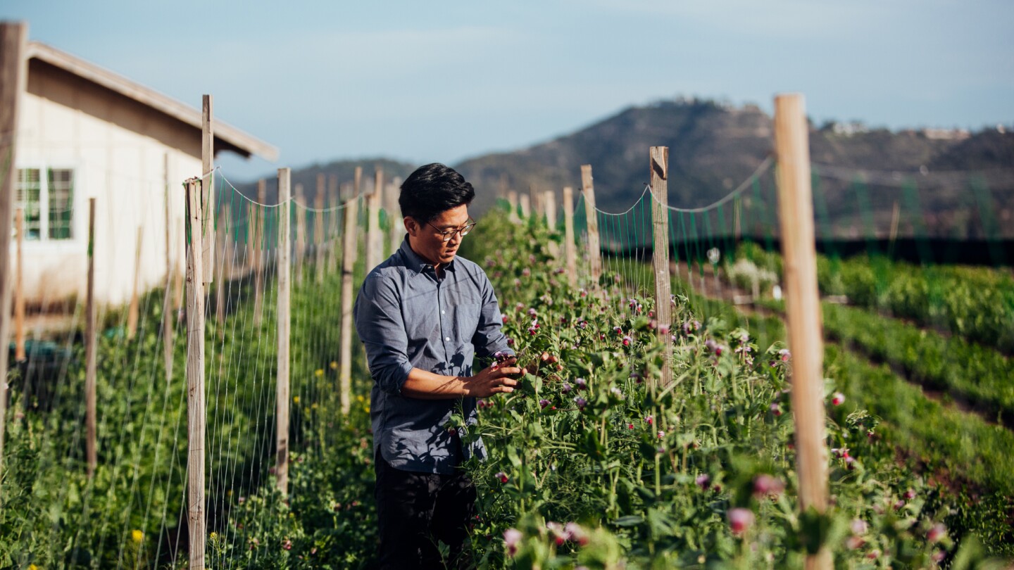 Aaron Choi, owner of Girl and Dug Farm, tends to a crop in a large field.