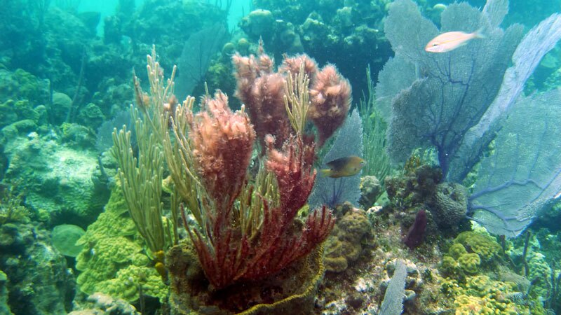 A reef off Exuma Cay | Photo: Greg Grimes, some rights reserved