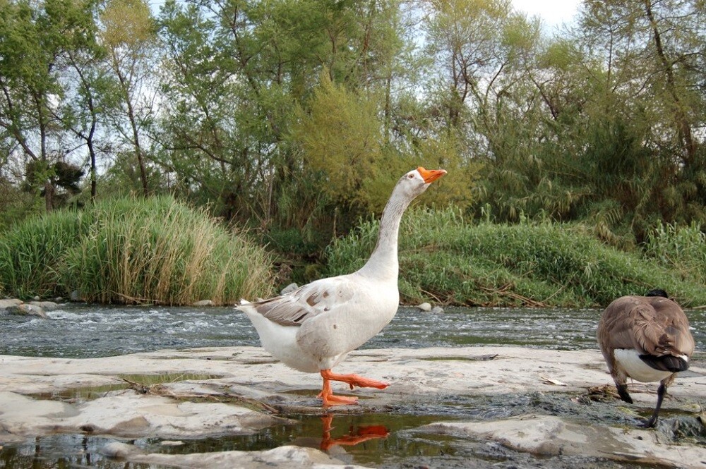 LA River Birds: Goose