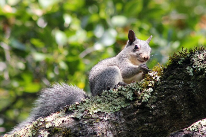 gray-squirrel-3029-16.jpg