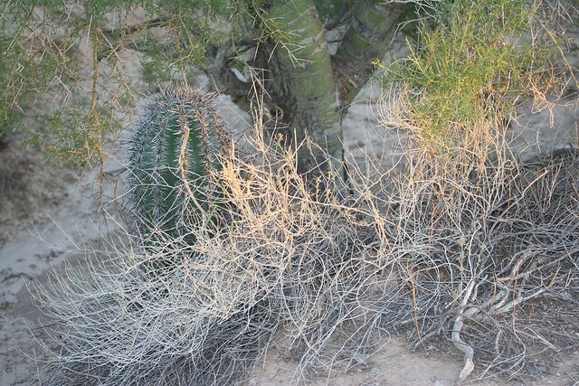 saguaronurseplant