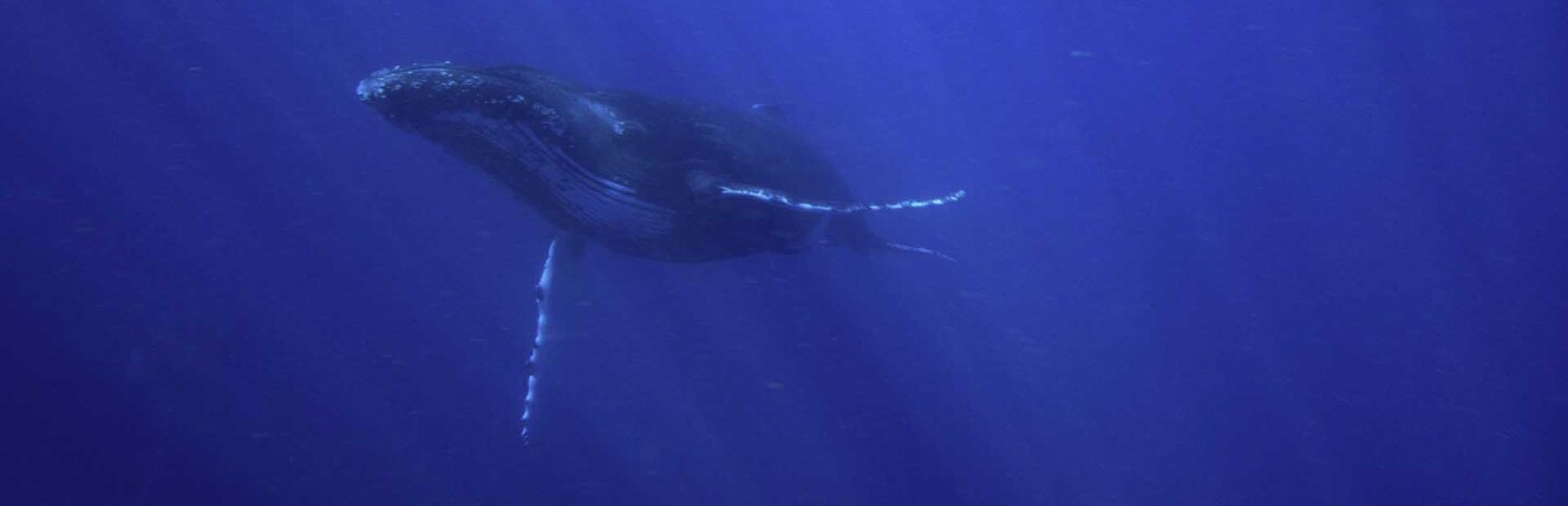 humpback-banner-7-17-16.jpg